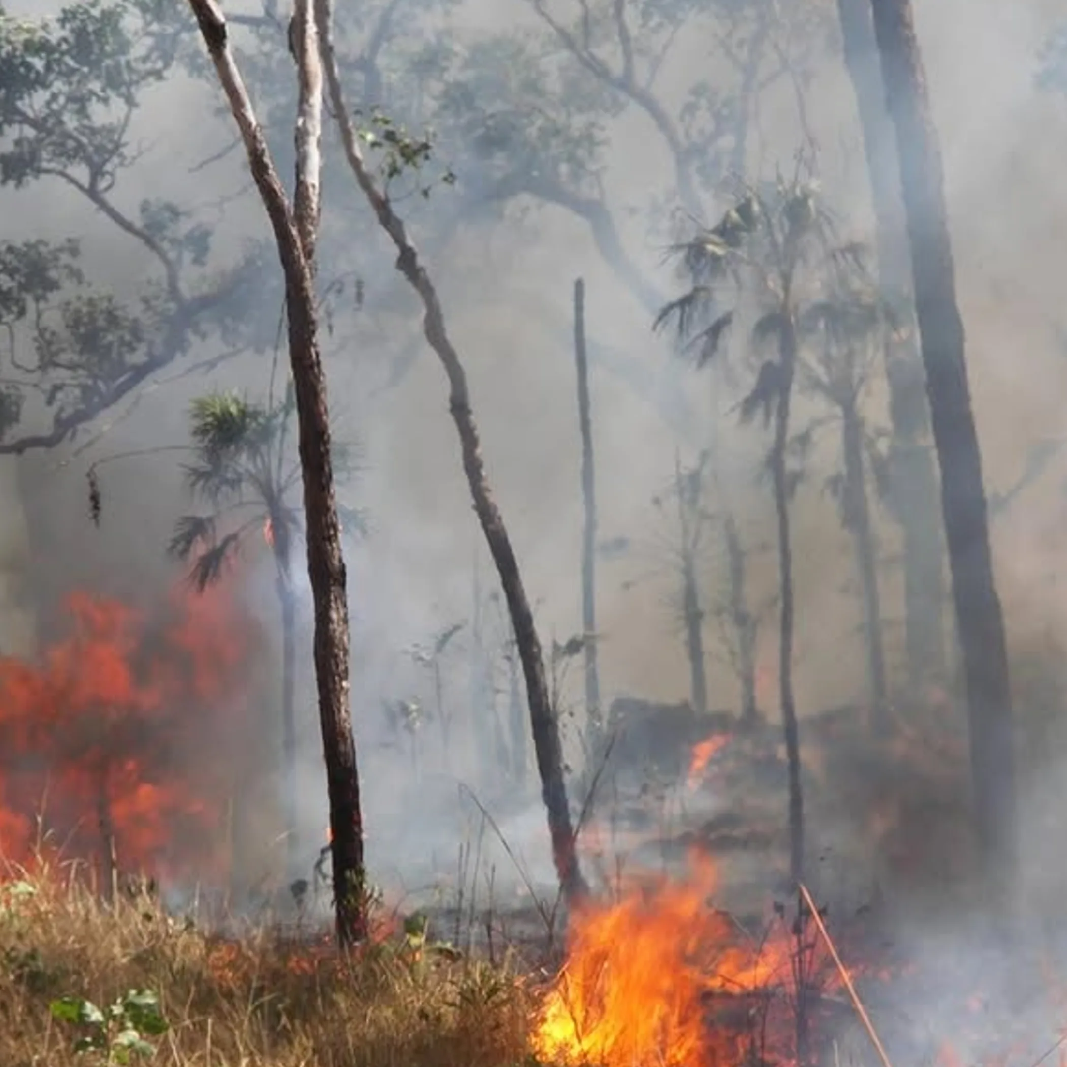 bushfire smoke reducing visibility